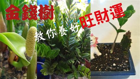 金錢樹開花代表什麼|金錢樹開花的神秘寓意與象徵解讀 – 植物盆栽綠寶典